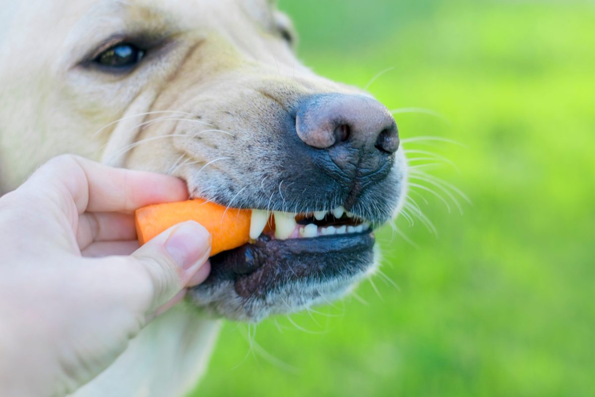 Are Carrots Healthy for Dogs?