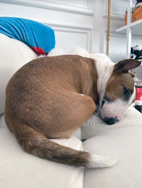 bull terrier curled up on couch