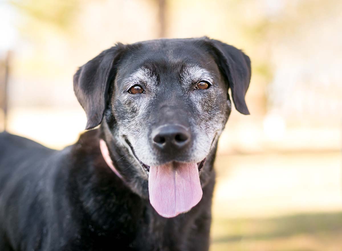 When Should You Switch To Senior Dog Food?