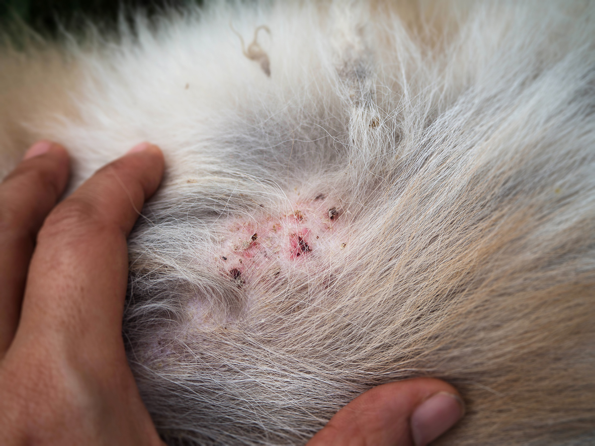 How Do Dogs Get Staph Infections?